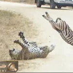 جذابیت حیات وحش؛ پلنگ که از خر راه راه بخوره بدرد عمش میخوره