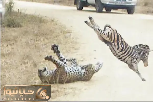 Wp Header Logo 39.png