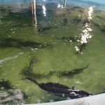 تکثیر فیل‌ماهی خاویاری در پاکدشت