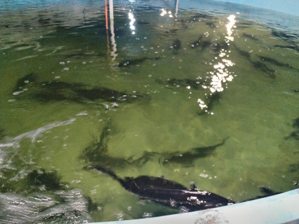 Wp Header Logo 166.png