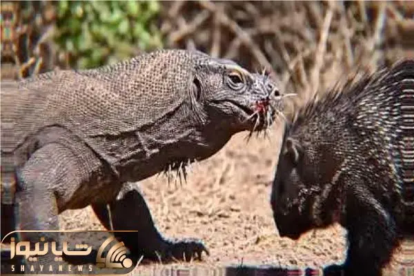 Wp Header Logo 293.png