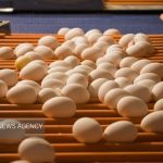 قیمت هر شانه تخم‌مرغ برای مصرف‌کننده ۳۱۰ تا ۳۲۰ هزار تومان